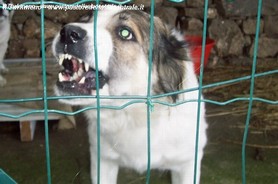Nala nel lavoro di guardia
